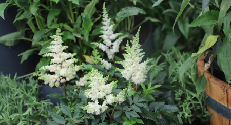 Picture for category Astilbe